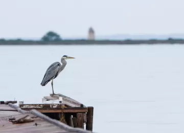 airone Riserva Naturale "Isole dello Stagnone" 