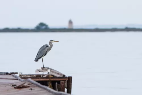 airone Riserva Naturale "Isole dello Stagnone"