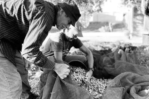 Frantoio donna giacoma - raccolta olive