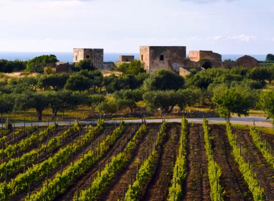 vigneti vino marsala