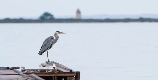 airone Riserva Naturale "Isole dello Stagnone" 